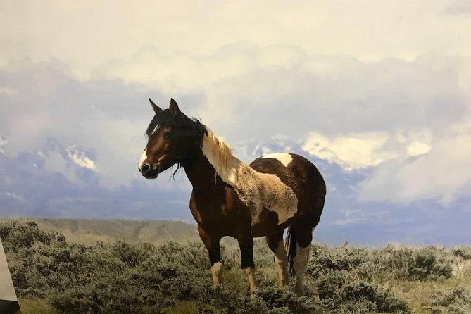 Kicking Red Canyon Wild Mustang Bus Tour Deals 5 PM In Cody - The Wyoming badlands and the walking portion