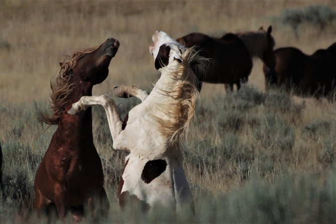 Kicking Red Canyon Wild Mustang Bus Tour Deals 5 PM In Cody - What the van ride is really like