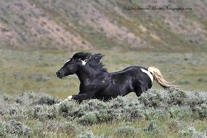 Kicking Red Canyon Wild Mustang Bus Tour Deals 5 PM In Cody - Equipment, water, and practical preparation
