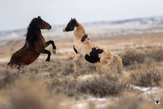 Kicking Red Canyon Wild Mustang Bus Tour Deals 5 PM In Cody - Is $69 a fair price?