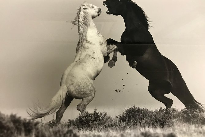 Kicking Red Canyon Wild Mustang Bus Tour Deals 5 PM In Cody - Wild horses, changing distances, and the luck factor
