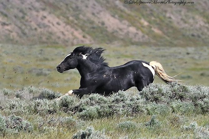 Kicking Red Canyon Wild Mustang Bus Tour Deals 8am Daily - Why the McCullough Peaks mustangs are worth seeking