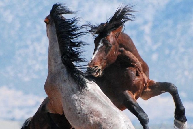Kicking Red Canyon Wild Mustang Bus Tour Deals 8am Daily - What happens during the three-hour outing