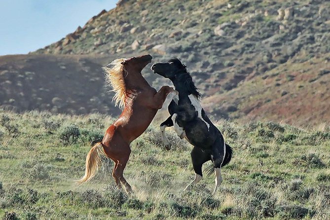 Kicking Red Canyon Wild Mustang Bus Tour Deals 8am Daily - Spotting horses with binoculars and a scope