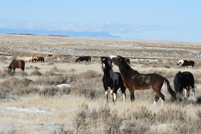 Kicking Red Canyon Wild Mustang Bus Tour Deals 8am Daily - Guides, stories, and the human side of the tour