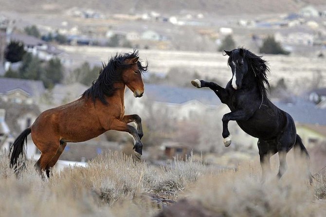 Kicking Red Canyon Wild Mustang Bus Tour Deals 8am Daily - Starting beside the Irma Hotel at 8 a.m.