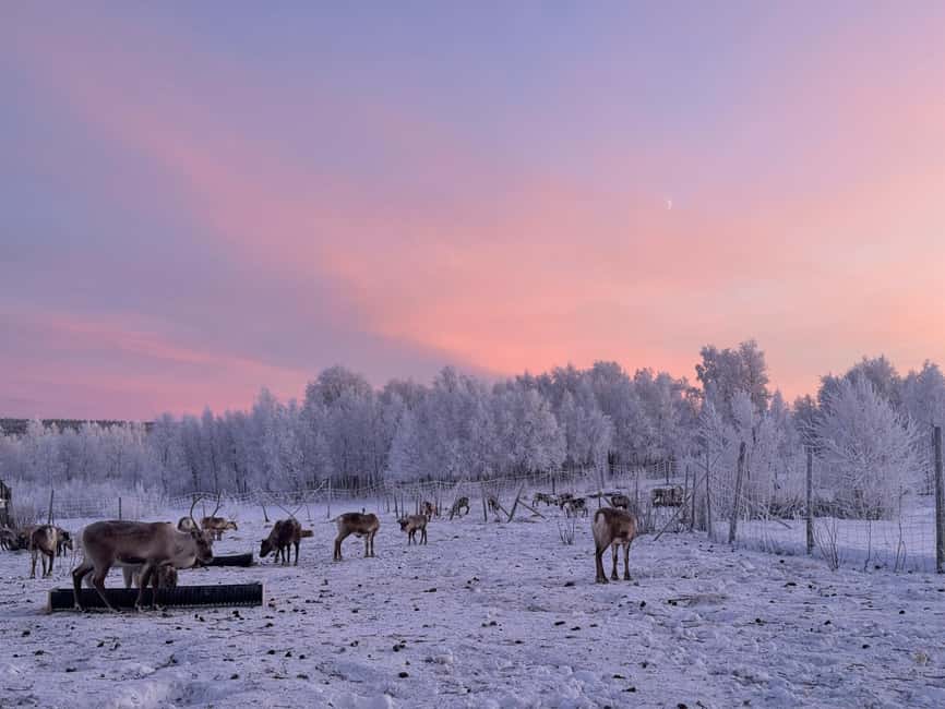 Kiruna: Reindeer Feeding Tour and Sámi Culture with Minibus - Meeting the reindeer at the farm