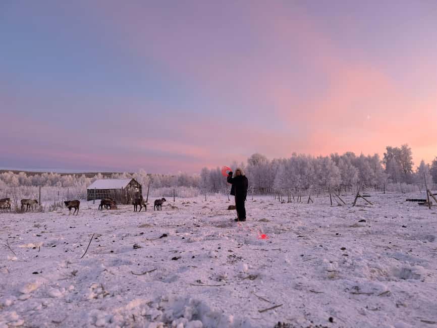 Kiruna: Reindeer Feeding Tour and Sámi Culture with Minibus - Sámi culture explained through real work