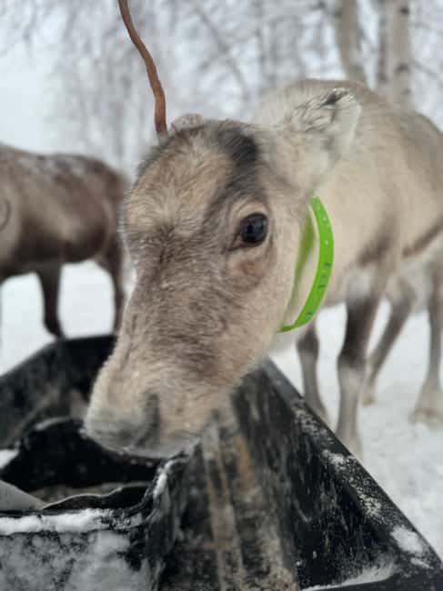 Kiruna: Reindeer Feeding Tour and Sámi Culture with Minibus - Practical tips for a better visit
