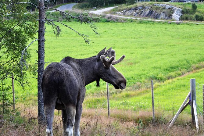 Kristiansand: Guided Bus Tour and Moose Park Experience - The 75-minute bus ride through Agder