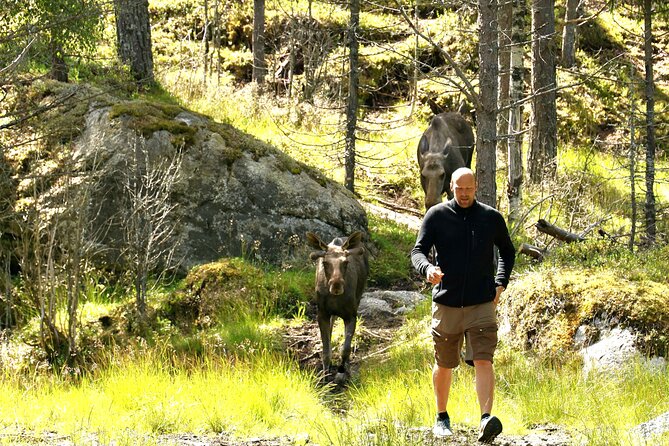 Kristiansand: Guided Bus Tour and Moose Park Experience - Seventy-five minutes to look around