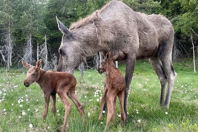 Kristiansand: Guided Bus Tour and Moose Park Experience - The 45-minute introduction at Viltgården