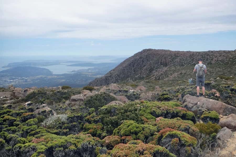 Kunanyi & Mt Wellington Explorer Bus: One-Way Bus Pass - Why this one-way ride works so well