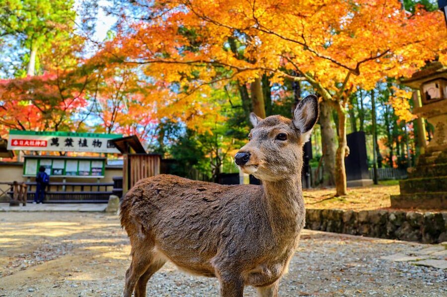 Kyoto: Nara & Traditional Matcha Experience Bus Tour - Kasuga Taisha and the stone lanterns