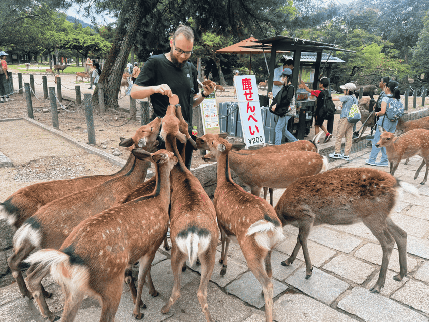 Kyoto: Nara & Traditional Matcha Experience Bus Tour - Nara Park and deer etiquette