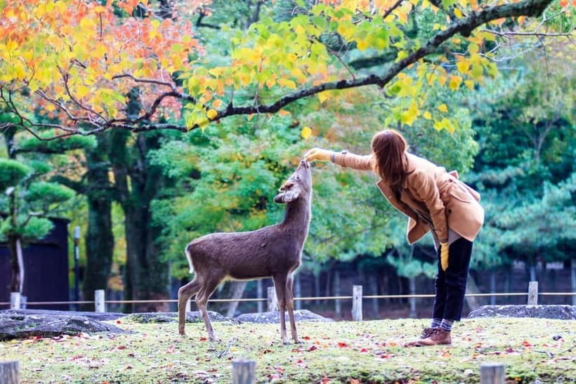 Kyoto/Osaka: Nara, Fushimi Inari Taisha, Arashiyama Bus Tour - What to bring and how to prepare