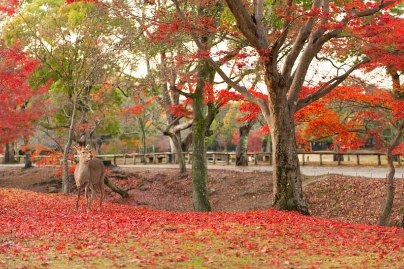 Kyoto/Osaka: Nara, Fushimi Inari Taisha, Arashiyama Bus Tour - Should you book it?