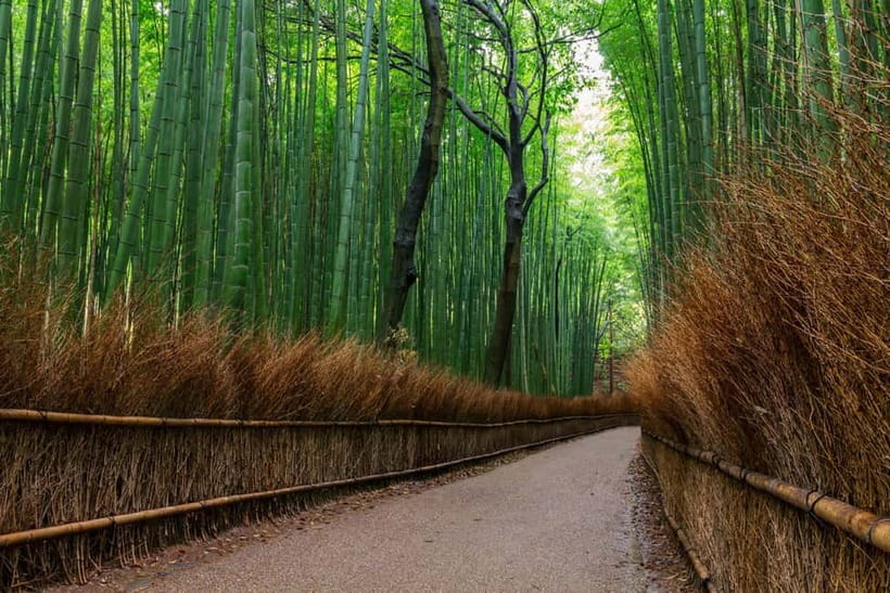 Kyoto/Osaka: Nara, Fushimi Inari Taisha, Arashiyama Bus Tour - Nara Park and the art of feeding deer