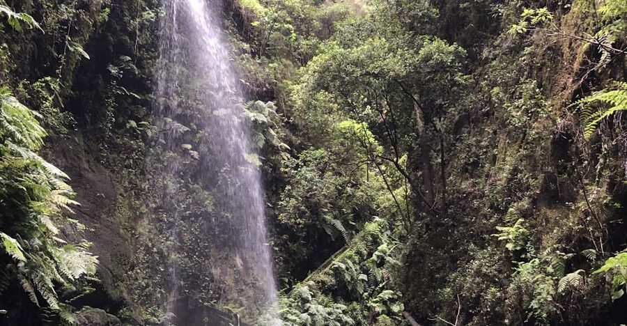 La Palma: North Island Bus Tour with Ron Aldea Distillery - Starting from Fuencaliente, Los Llanos, or the east coast