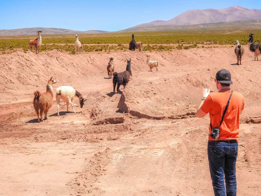 La Paz: Uyuni Salt Flats & Isla Incahuasi 5-Day Bus Tour - Is $499 a fair price?