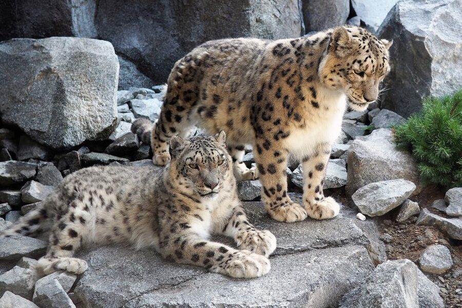Leipzig: 1-Day Hop-On Hop-Off Bus and Leipzig Zoo Ticket - Turn the Zoo stop into your main afternoon plan