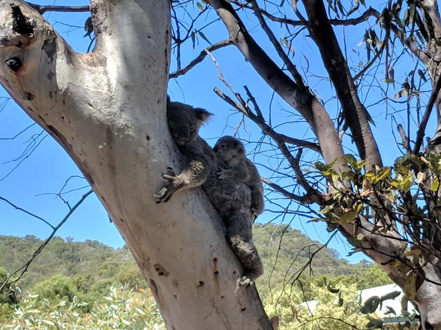 Magnetic Island: Guided Bus Tour with Morning Tea - Horseshoe Bay gives you time to choose your own pace