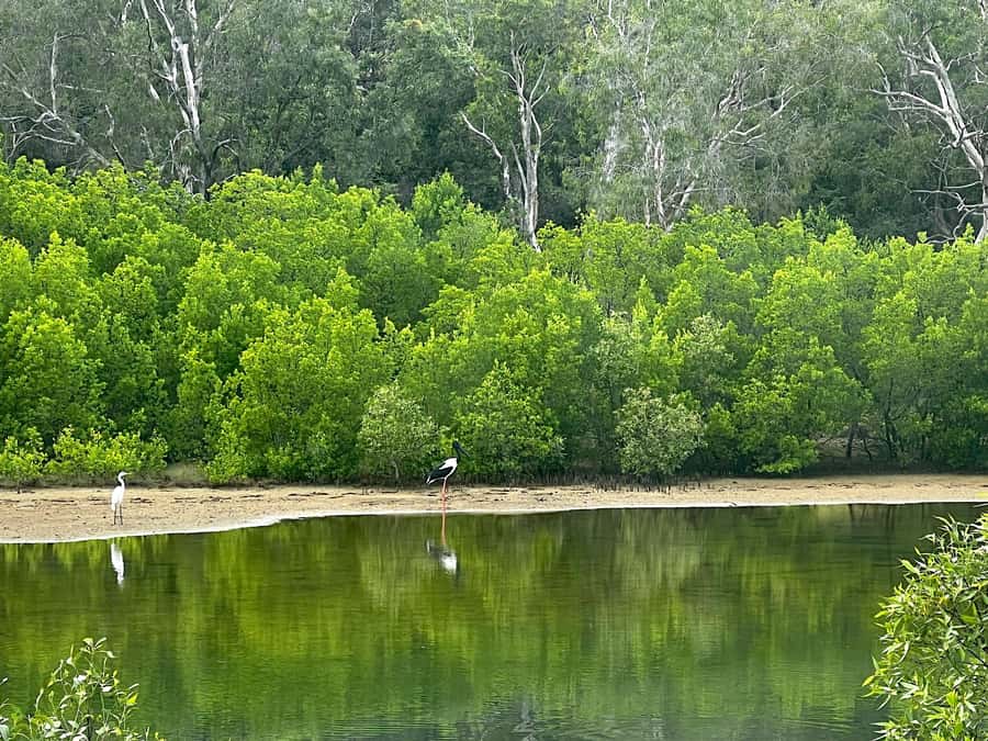 Magnetic Island: West Coast Eco Adventure Bus Tour - Why the $88 price can make sense