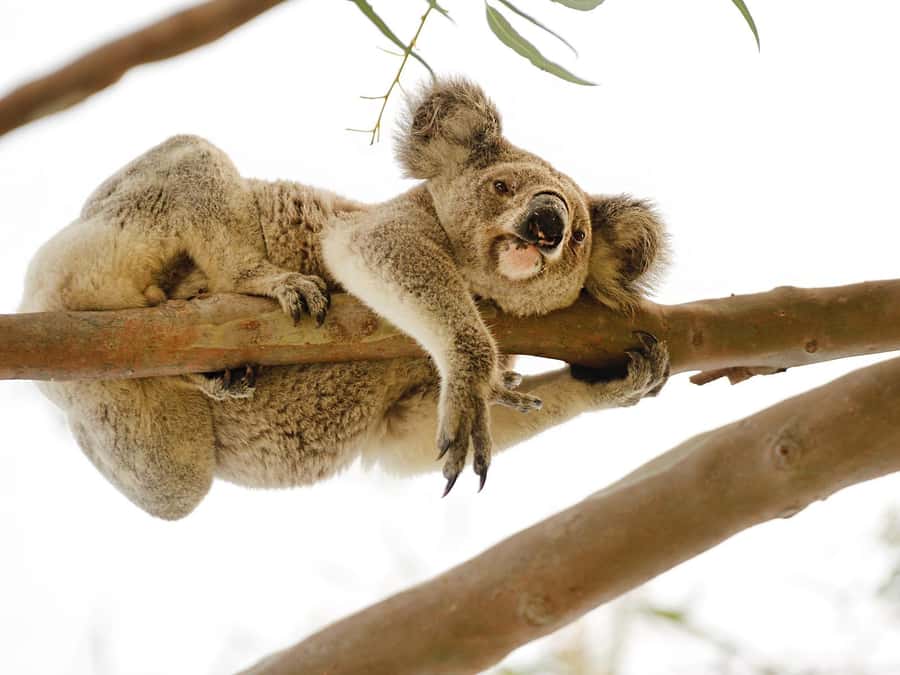 Magnetic Island: West Coast Eco Adventure Bus Tour - Picnic Bay, with a short introduction to island life