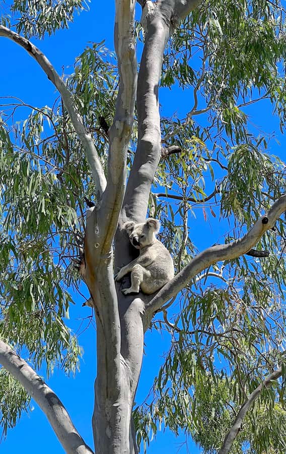 Magnetic Island: West Coast Eco Adventure Bus Tour - A 30-minute pause for morning tea