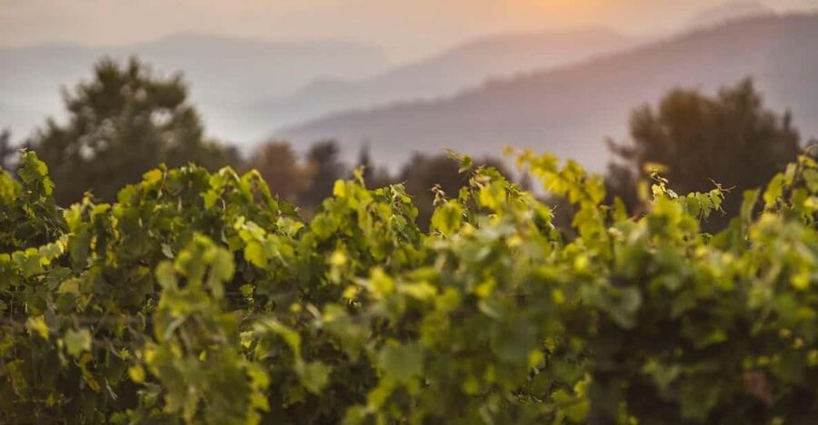 Mallorca: Sunset Wine Tasting Minibus Tour - ENGLISH GUIDE - Should you book the Binissalem sunset tasting?