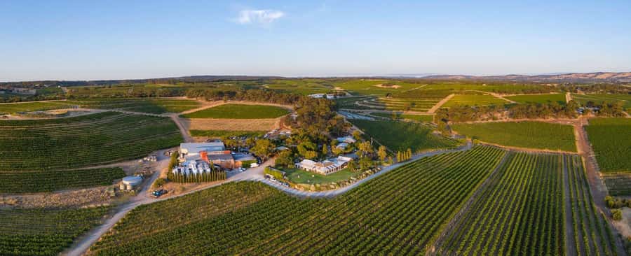 McLaren Vale North: Hop-On Hop-Off Tour - Picking wineries without wasting your hour