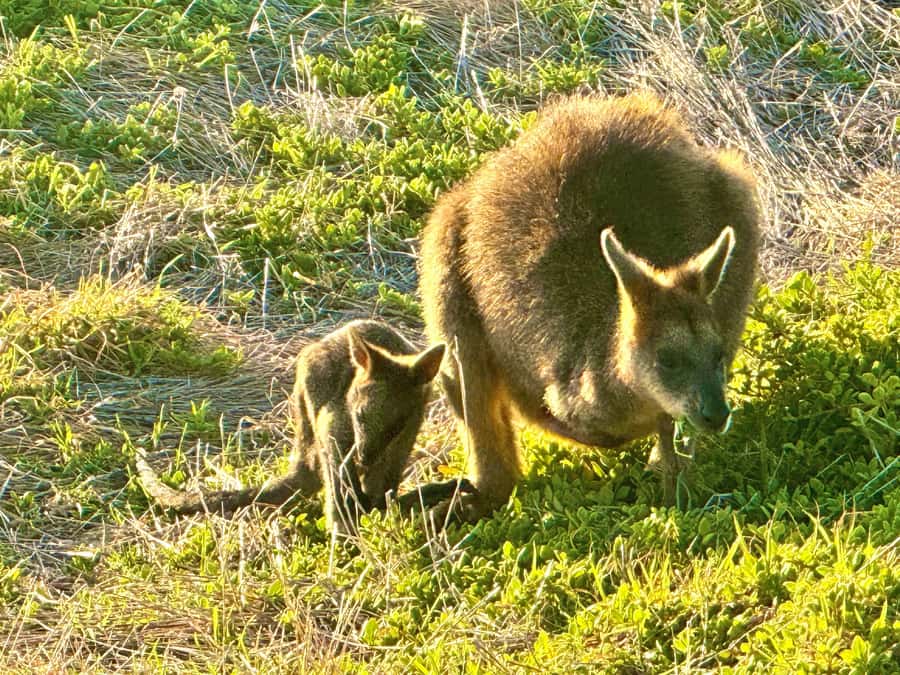 Melbourne Great Ocean Road Benz SmallGroup&LuxCoach BigGroup - The guides can shape the day