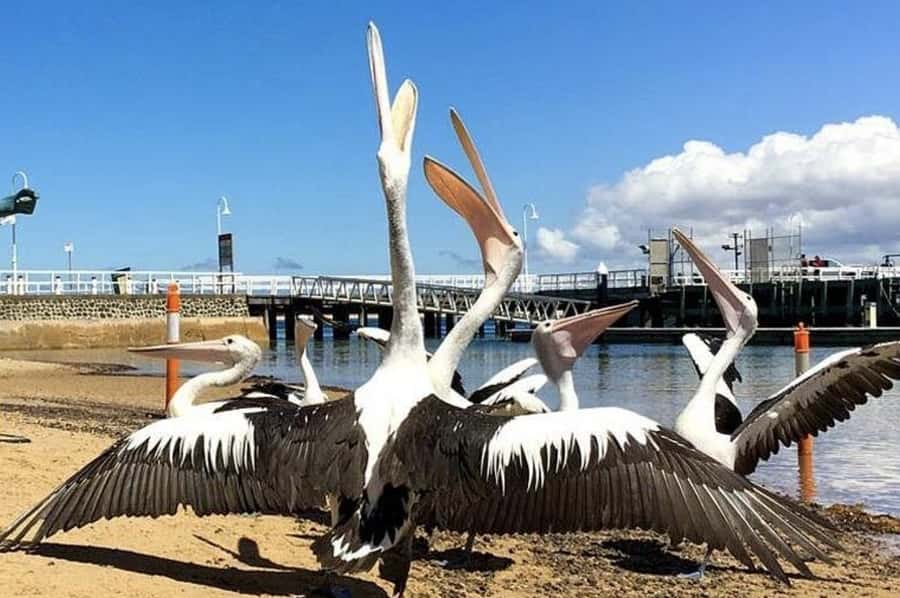 Melbourne: Phillip Island Tour w/ Hop-on Bus or Seal Cruise - The Nobbies is the day’s best pause