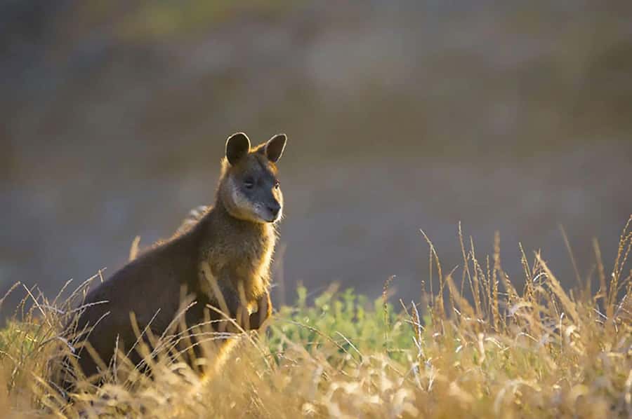 Melbourne: Phillip Island Tour w/ Hop-on Bus or Seal Cruise - The real cost of a $116 day