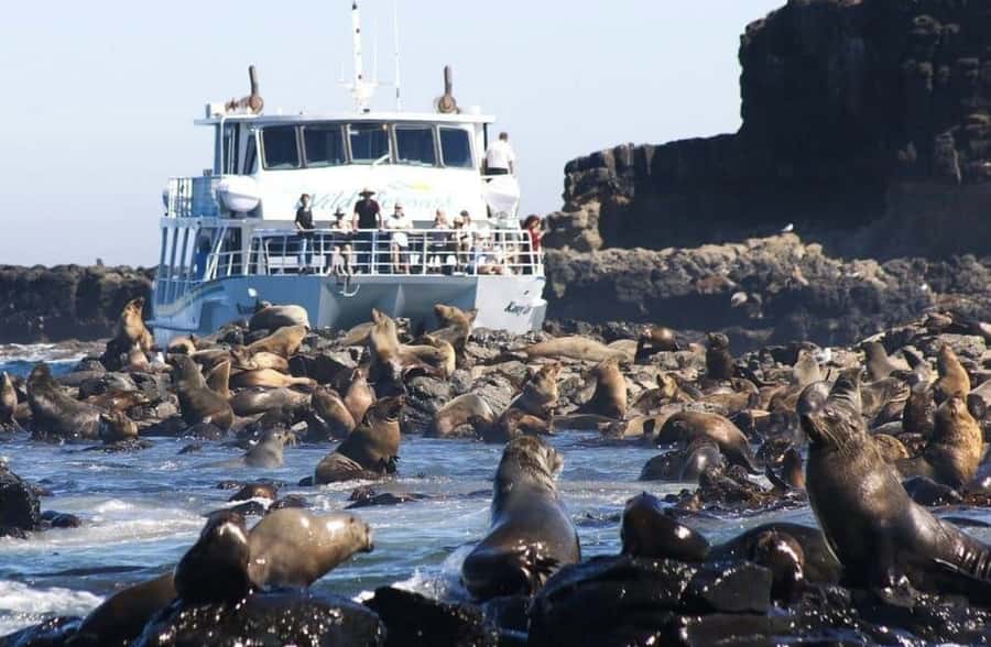 Melbourne: Phillip Island Tour w/ Hop-on Bus or Seal Cruise - San Remo adds a scenic start