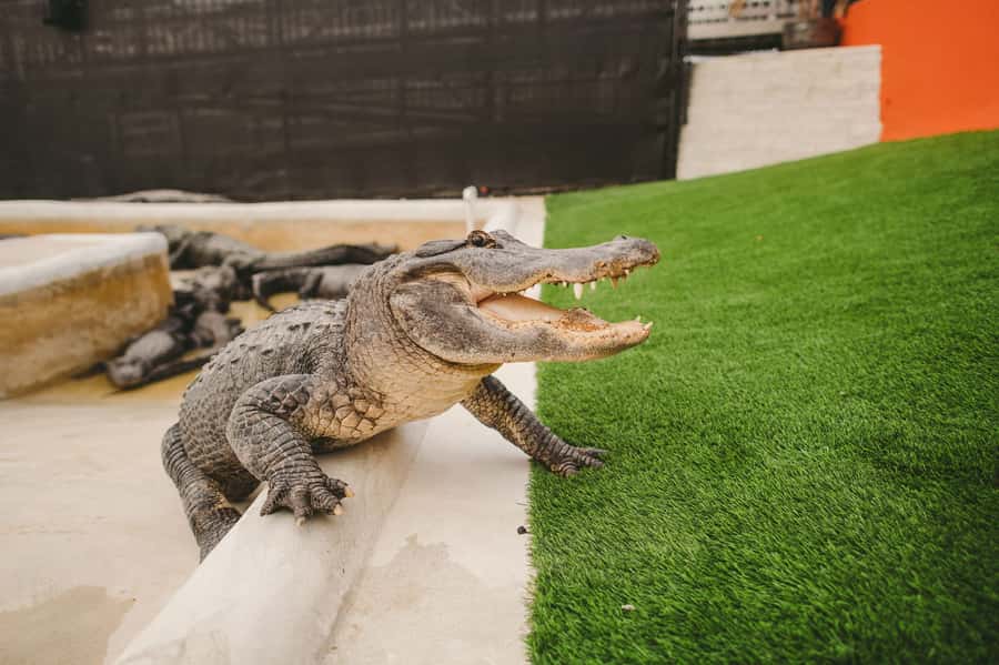 Miami: Everglades Experience, Bay Cruise & Open-Top Bus Tour - Airboat wildlife, alligators, and the 45-minute ride