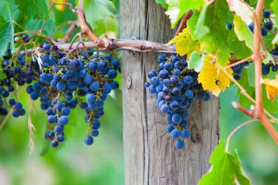 Mornington Peninsula Scenic Bus Tour with Chairlift & Lunch - Key points at a glance