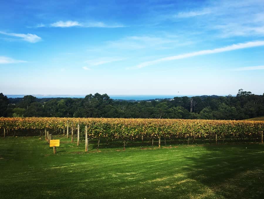 Mornington Peninsula Scenic Bus Tour with Chairlift & Lunch - Morning coffee and cake in Main Street
