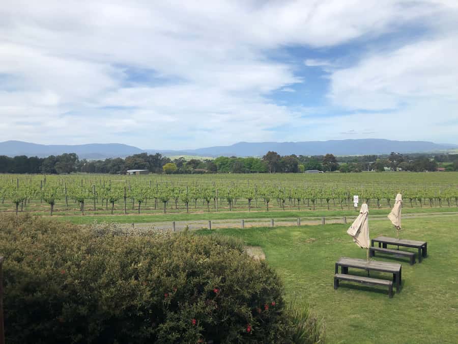 Mornington Peninsula Winery Bus Tour with Lunch & Wine - Four wineries without the driving work