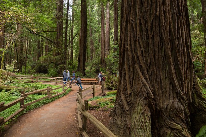 Muir Woods and Sausalito (Return by Bus or Ferry) - Why this half-day trip works