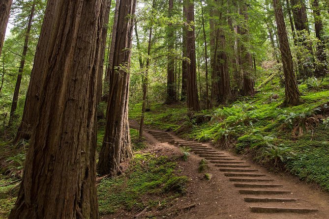 Muir Woods and Sausalito (Return by Bus or Ferry) - Returning by coach or ferry