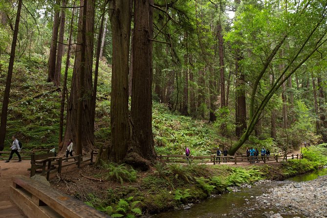 Muir Woods and Sausalito (Return by Bus or Ferry) - Walking beneath the Muir Woods redwoods