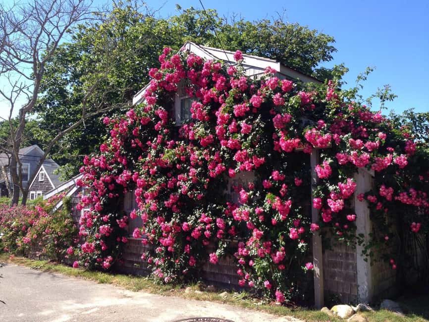 Nantucket: Historical Landmarks Sightseeing Bus Tour - Siasconset and its rose-covered cottages
