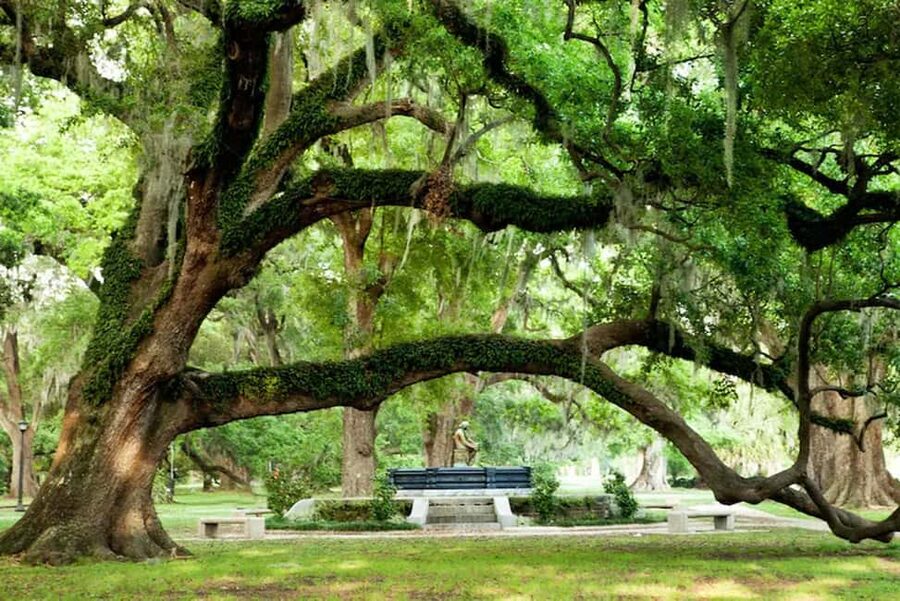 New Orleans: City and Cemetery Bus Tour Garden District Walk - Who should book this tour?