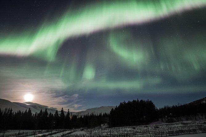 Northern Lights Classic MiniBus Tour from Akureyri - What the Northern Lights hunt is really like