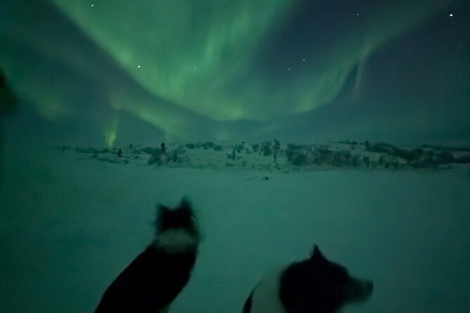 Northern Lights Minibus Chase Max 16 Person In Group - What the Four-Hour Evening Looks Like