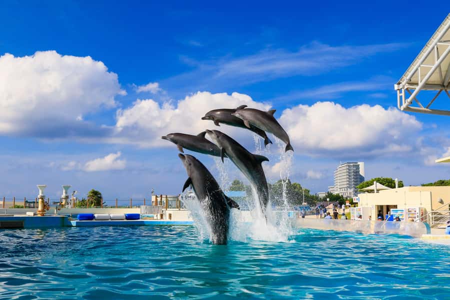 Okinawa: Bus Tour to Churaumi Aquarium with Sightseeing - Why this one-day route works in Okinawa