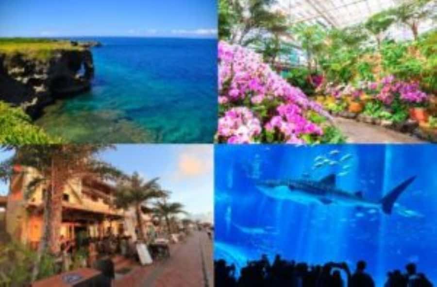 Okinawa: Bus Tour to Churaumi Aquarium with Sightseeing - Bise Fukugi Tree Road and a slower side of Okinawa
