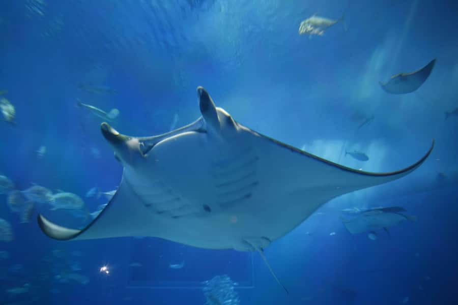 Okinawa: Bus Tour to Churaumi Aquarium with Sightseeing - Three hours inside Okinawa Churaumi Aquarium