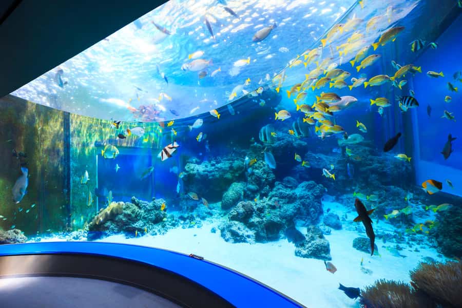 Okinawa: Bus Tour to Churaumi Aquarium with Sightseeing - What the audio guide and tour conductor actually do
